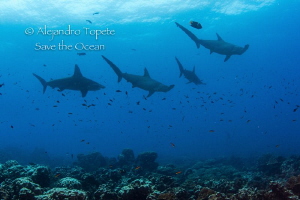 Hammerheads, Darwing Island  Galapagos by Alejandro Topete 
